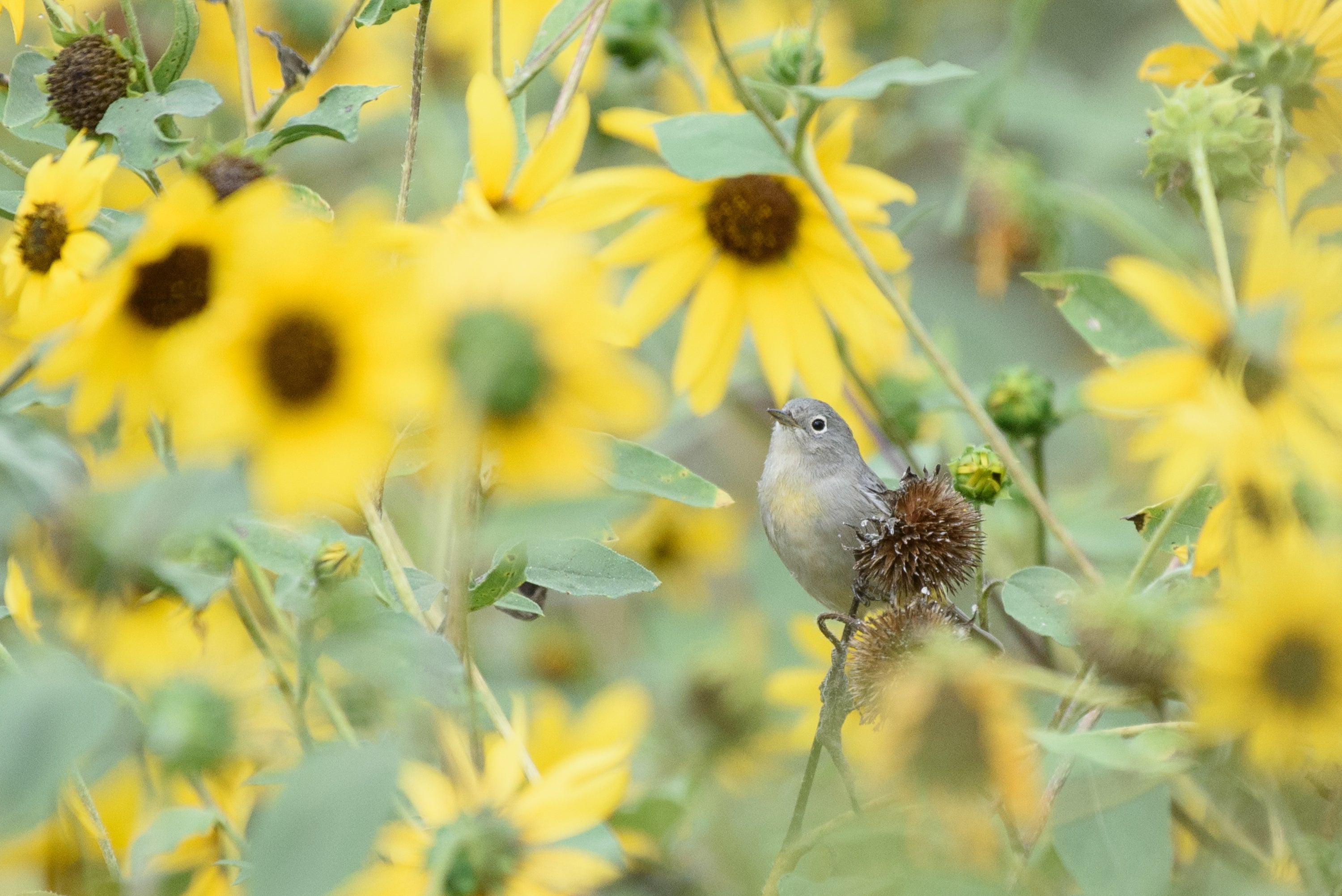 Virginia's Warbler in sunflowers.